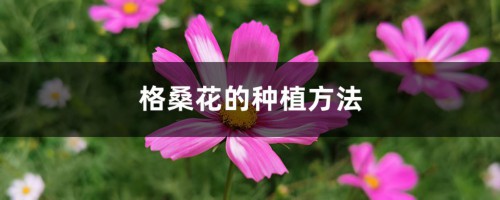 格桑花的种植方法