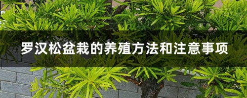 罗汉松盆栽的养殖方法和注意事项