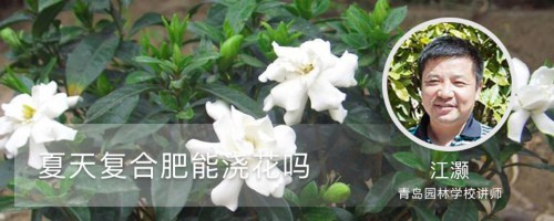 夏天复合肥能浇花吗