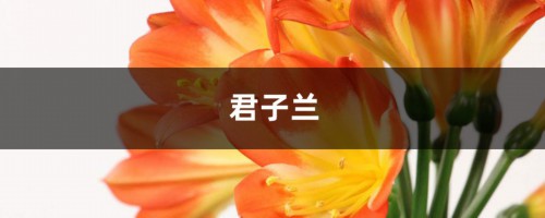 长寿君子兰……夏季连开30朵，为啥她家的花不休眠！